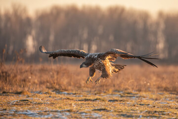 white tailed eagle landing
