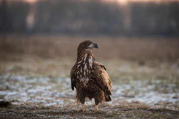 white tailed eagle sitting on the ground