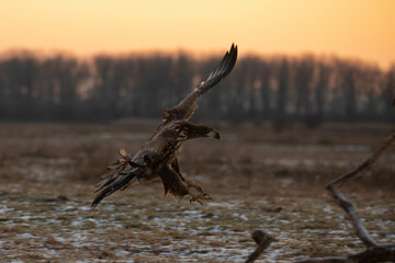 white tailed eagle landing as the sunrise is setting in