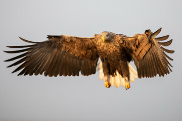 adult white-tailed eagle in flight