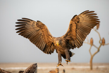 adult white-tailed eagle in flight apporaching ground