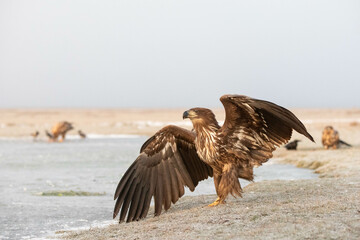 white tailed eagle walking with spread wings