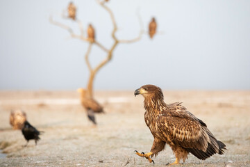 white tailed eagle walking, tree with other eagles in the background