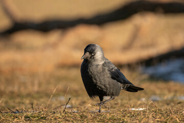 a jackdaw searching the ground for some food