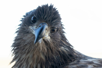 Portrait, close up on a white tailed eagle - Haliaeetus albicilla