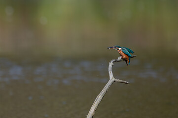 Alcedo atthis - Common kingfisher - Eurasian kingfisher - River kingfisher - Martin-pêcheur d'Europe