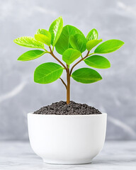 Naklejka premium Business model disruption innovation. Young plant in white pot on gray background