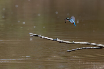 Alcedo atthis - Common kingfisher - Eurasian kingfisher - River kingfisher - Martin-pêcheur d'Europe