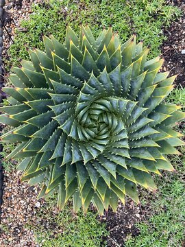 Close up of beautiful spiral design cactus centre of rare tropical green hot house plant the succulent spiked leaves forming a perfect spiral shape pattern from a flat lay view from above 