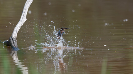 Alcedo atthis - Common kingfisher - Eurasian kingfisher - River kingfisher - Martin-pêcheur d'Europe