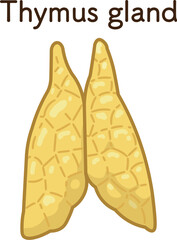 胸腺のイラスト　Thymus gland illustration