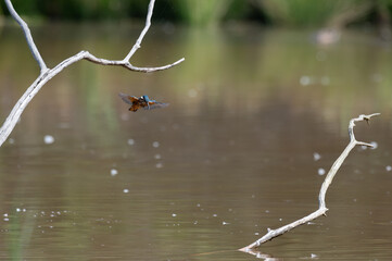 Alcedo atthis - Common kingfisher - Eurasian kingfisher - River kingfisher - Martin-pêcheur d'Europe