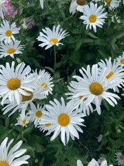 Close-up shot of white daisies in full bloom