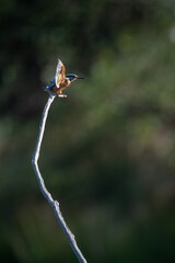 Alcedo atthis - Common kingfisher - Eurasian kingfisher - River kingfisher - Martin-pêcheur d'Europe