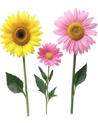 Fototapeta premium Vibrant sunflower and pink daisies isolated on white background, showcasing summer blooms. Perfect for greeting cards, websites, and design projects.