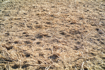 Dry, harvested field stubble.  Brown stalks and remnants of crops after harvest.  Agricultural texture.