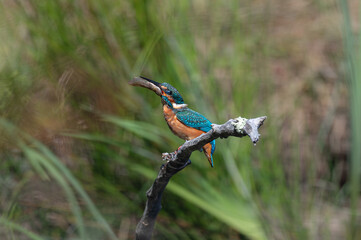 Alcedo atthis - Common kingfisher - Eurasian kingfisher - River kingfisher - Martin-pêcheur d'Europe