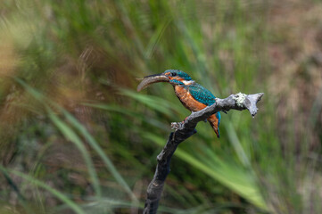 Obraz premium Alcedo atthis - Common kingfisher - Eurasian kingfisher - River kingfisher - Martin-pêcheur d'Europe