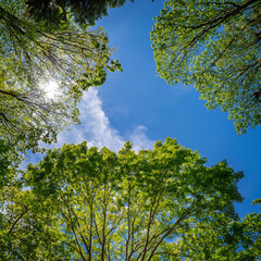 Fototapeta premium Upward View of Blue Sky and Green Trees