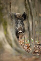 Dzik euroazjatycki, dzik, (Sus scrofa) © Bartosz Rakoczy