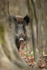 Dzik euroazjatycki, dzik, (Sus scrofa) © Bartosz Rakoczy