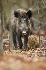 Dzik euroazjatycki, dzik, (Sus scrofa) © Bartosz Rakoczy
