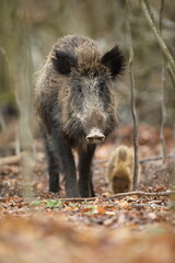 Dzik euroazjatycki, dzik, (Sus scrofa) © Bartosz Rakoczy