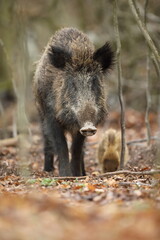 Dzik euroazjatycki, dzik, (Sus scrofa) © Bartosz Rakoczy