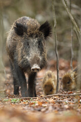 Dzik euroazjatycki, dzik, (Sus scrofa) © Bartosz Rakoczy