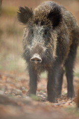 Dzik euroazjatycki, dzik, (Sus scrofa) © Bartosz Rakoczy
