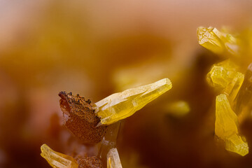 Mimetite crystal. Specimen from Clara mine, Oberwolfach, Germany. Micro photography extreme...