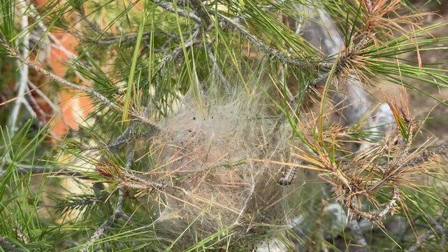Caterpillar of a marching silkworm Thaumetopoea pityocampa on a nest on a pine tree in Spain. Nest of processionary Thaumetopoea pityocampa in pine tree, Spain