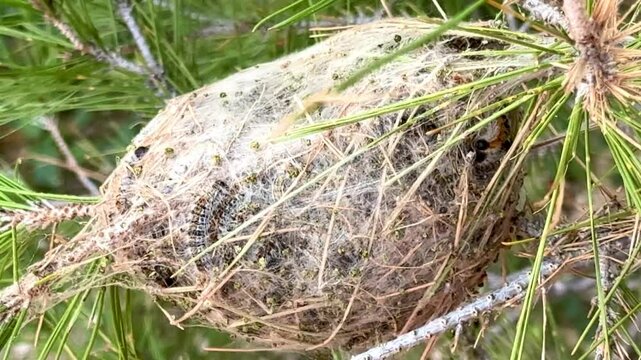 Caterpillar of a marching silkworm Thaumetopoea pityocampa on a nest on a pine tree in Spain. Nest of processionary Thaumetopoea pityocampa in pine tree, Spain
