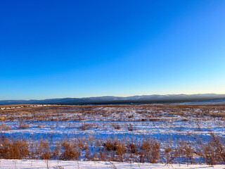 Obraz premium Winter snowcapped mountains covered with pine tree forest, yellow grass meadow with snow, clear blue sky Background 