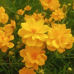 Photo of yellow flowers in bloom, flowers in the garden