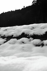 岐阜県池田町の雪と森