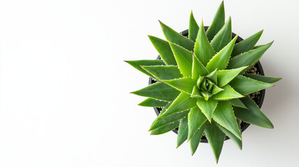 Fototapeta premium Top View of a Green Aloe Vera Plant in a Black Pot on a White Background 