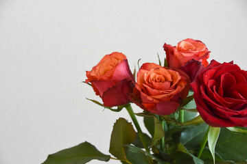 赤い薔薇