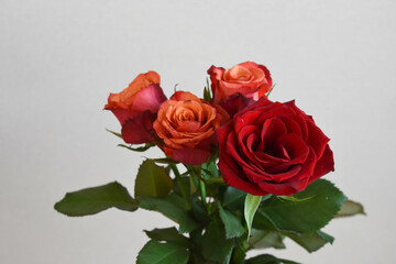 赤い薔薇