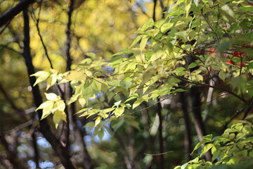 leaves in spring