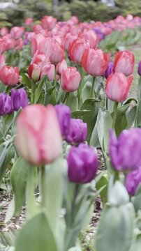 pink tulips in the garden