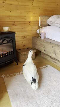 duck in the cozy cottage