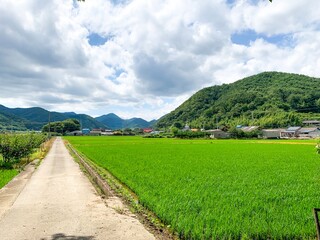 rice field