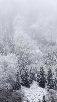 fog in the mountains