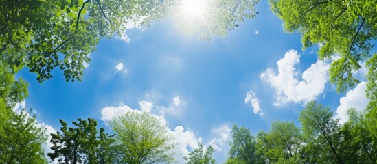 Fototapeta premium Serene Sky Peering Through Lush Green Treetops