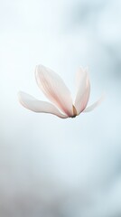 Obraz premium A magnolia petal gently falling through the air, closeup with a blurred background and ample copyspace for text