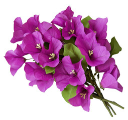 Vibrant bouquet of magenta bougainvillea flowers, isolated on white background. Perfect for greeting cards, spring/summer designs, or floral arrangements.