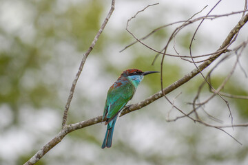 A blue-throated bee-eater perching on a tree. Photographed in the western part of Singapore.