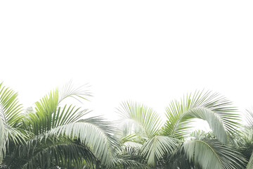 Obraz premium Lush green palm fronds against a bright white background, perfect for tropical design projects or summer themes.