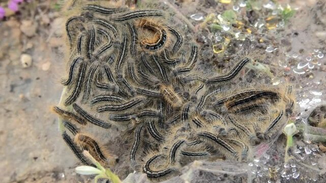 Detailed overhead shot of a pine processionary (Thaumetopea pityocampa) nest with shimmering dewdrops. Highlights the delicate beauty of nature&rsquo;s patterns
